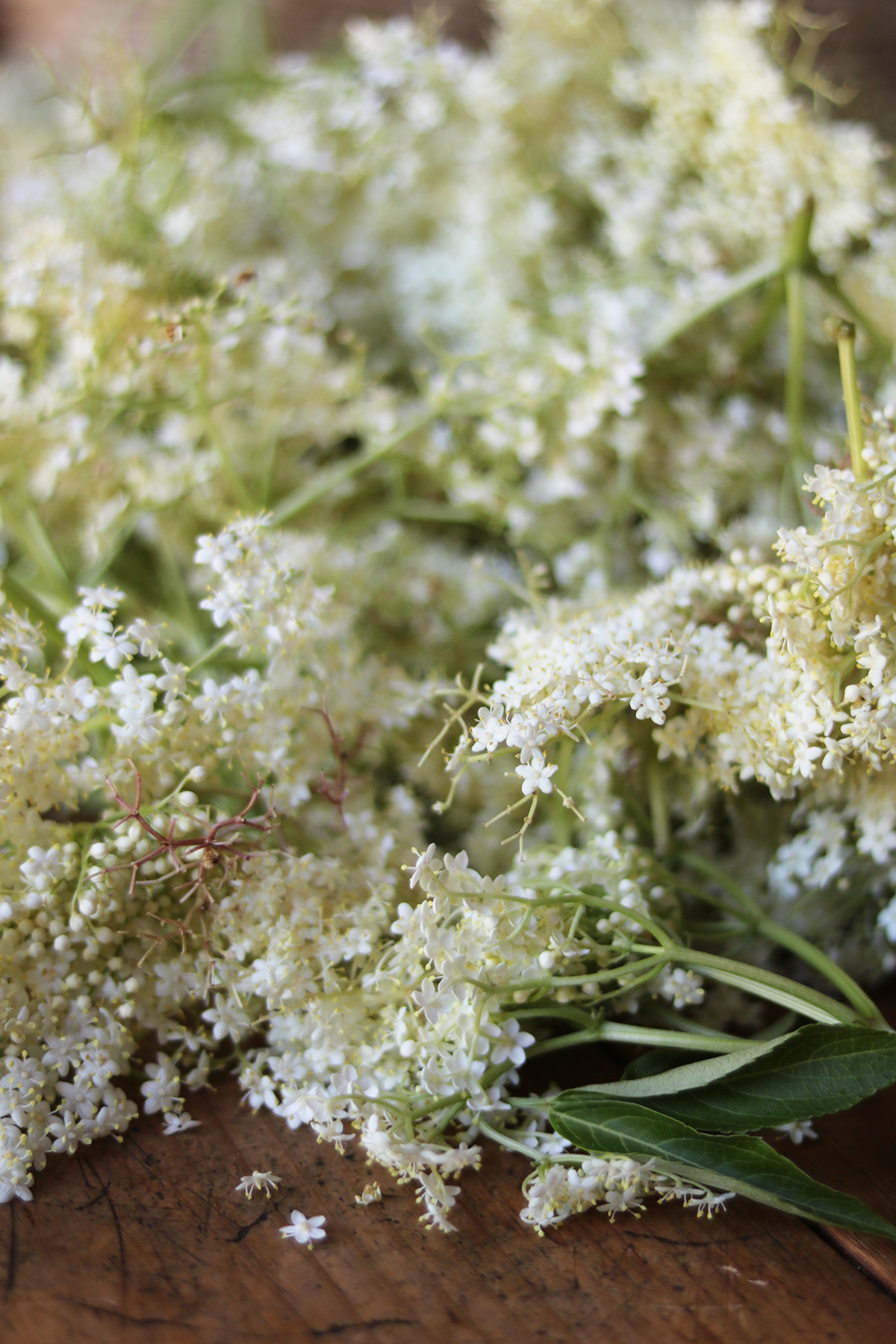 Elderflower cordial is a fermented, concentrated syrup