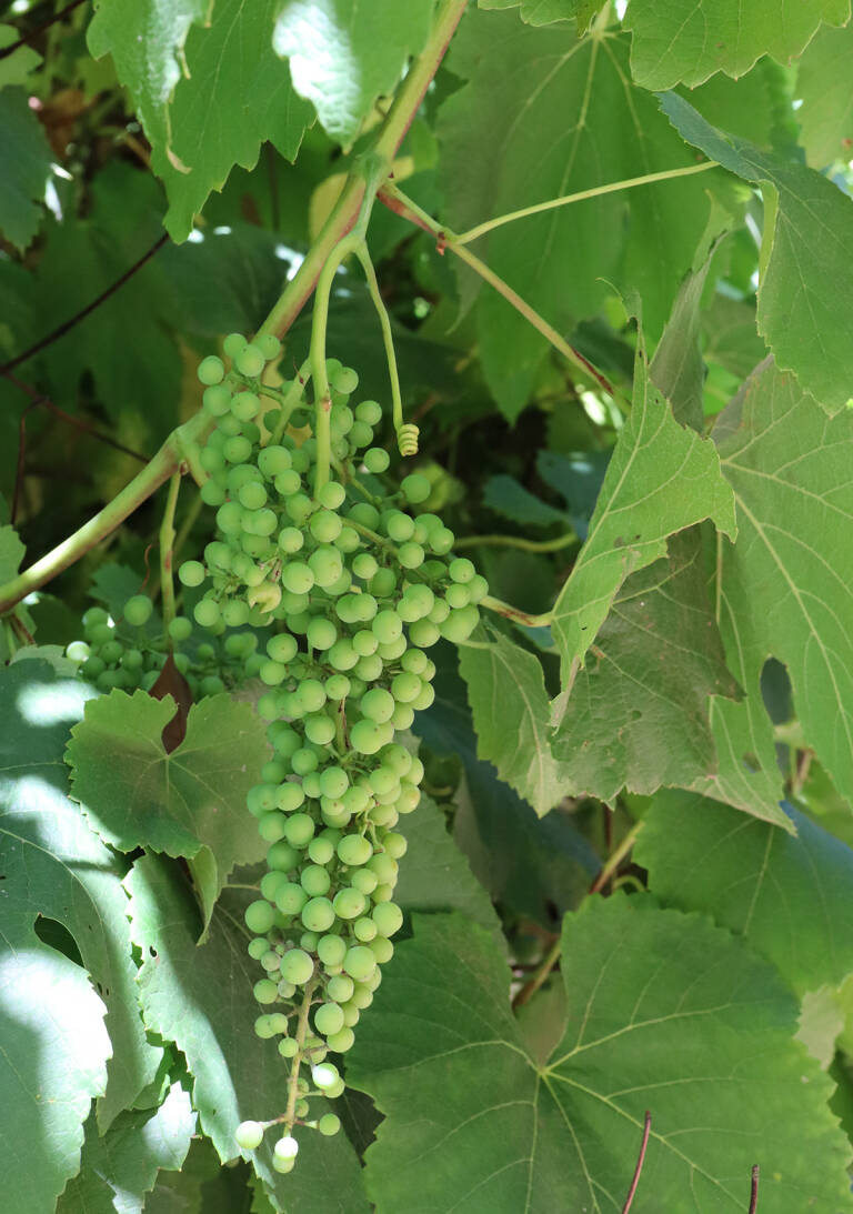 Sour Grapes An UnderAppreciated Ancient Ingredient Gardenista