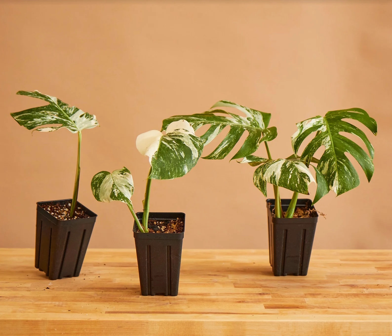 38,000 for a Houseplant? Ridiculously Expensive Indoor Plants