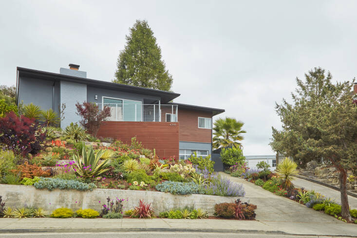 You won’t find a thirsty monoculture lawn here. The front yard is a sea of colorful, drought-tolerant plants, including many which bloom in the winter, like the pollinator-loving Aloe, Leucospermum, and bright orange Kniphofia. But the yard doesn’t rely strictly on blooms for interest. Kuljian added plants with different foliage colors: dark burgundy Leucadendron ‘Ebony’, Euphorbia ‘Blackbird’, smoke bush (Cotinus coggygria) to complement chartreuse, sword-like Cordyline &#8\2\16;Torbay Dazzler&#8\2\17; and Coleonema &#8\2\16;Sunset Gold&#8\2\17;.