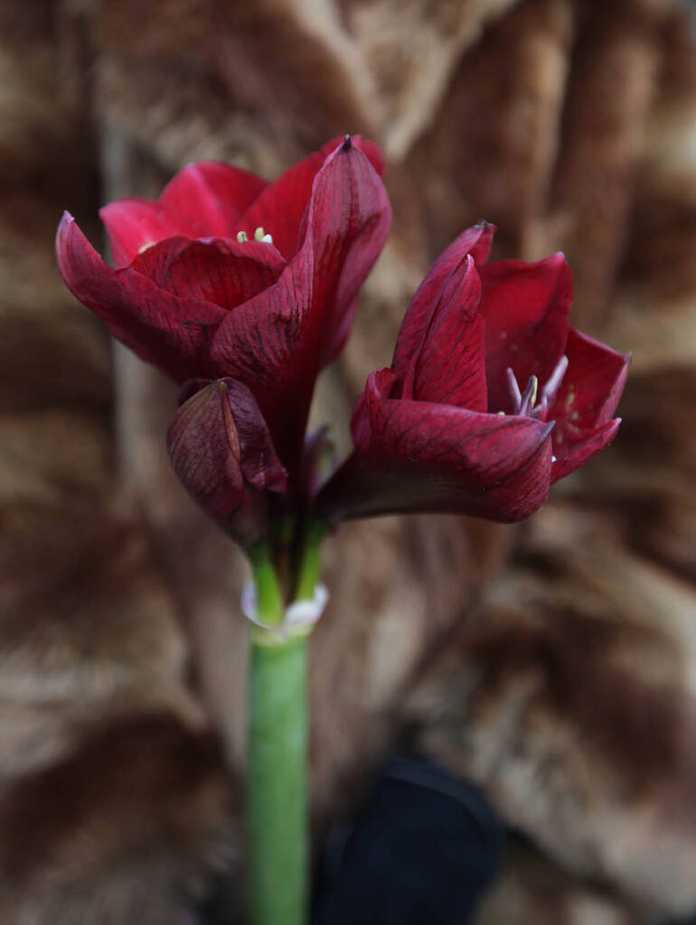 Amaryllis, Poinsettia, Christmas Cactus and Other Seasonal Houseplants