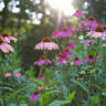 Ask the Experts: How Do You Keep the Garden Thriving in Extreme Heat?