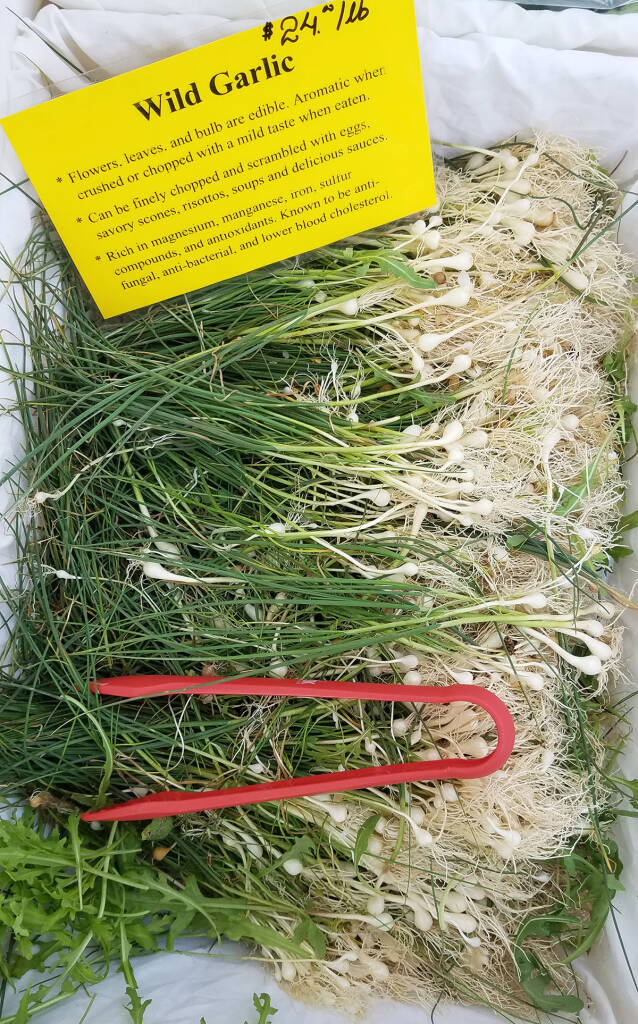 Field Garlic Is More Sustainable Than Native Wild Ramps