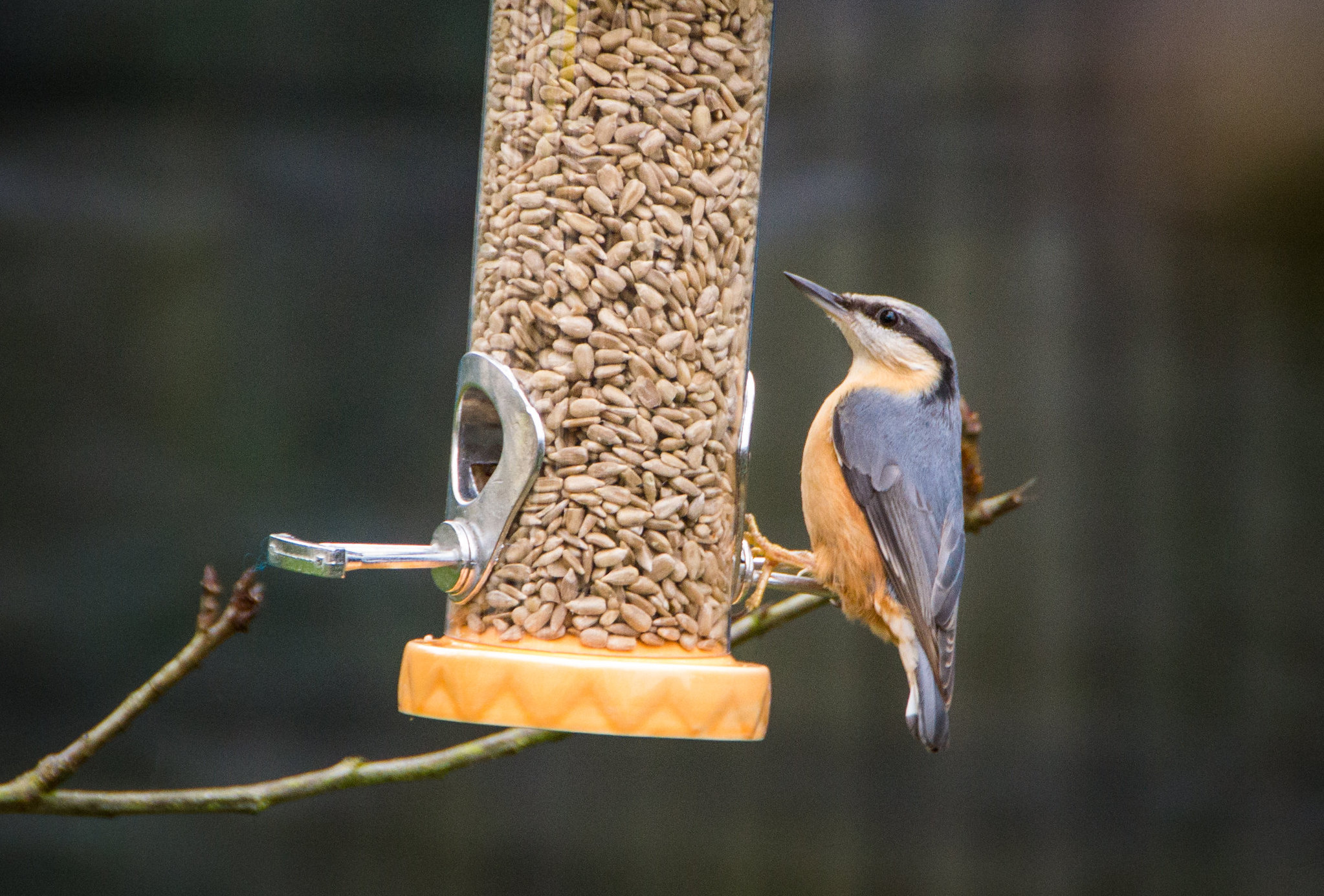 In Praise of Hulled Sunflower Seeds (the MVP of Bird Food) Gardenista