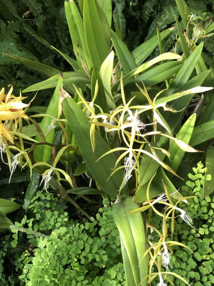 Look up, look down. Treasures abound throughout the exhibit, like this fringed star orchid (Epidendrum ciliare). Photograph by Melissa Ozawa.