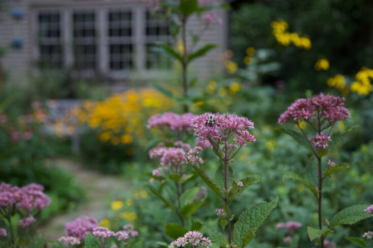 A bee enjoys ‘Baby Joe’ Joe-Pye Weed in this Newtown Square, PA, garden. Photograph courtesy of Refugia, from Garden Visit: Refugia’s Quiet Revolution in Philadelphia’s Suburbs.