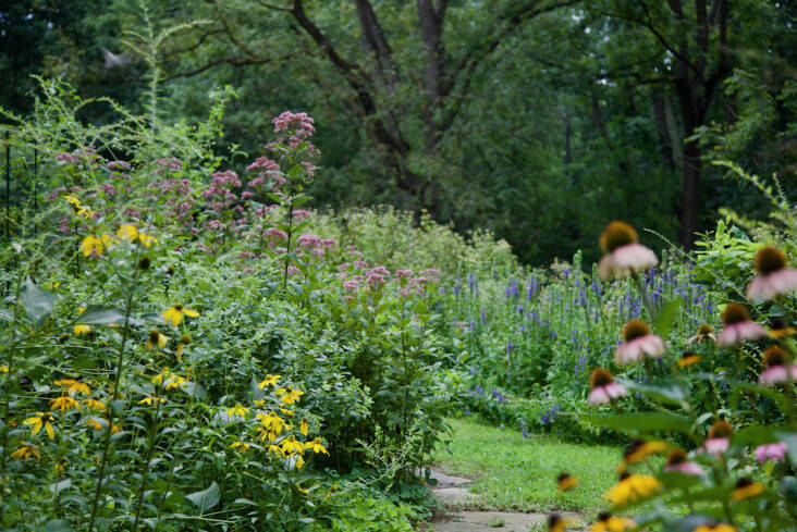 Refugia wants to create immersive experiences for their clients, inviting spaces that are an extension of their home. This path is surrounded by purple Joe-Pye Weed (Eupatorium &#8\2\16;Baby Joe&#8\2\17;), yellow prairie coneflower (Ratibida pinnata), blue cardinal flower (Lobelia siphilitica), magenta Echinacea purpurea, and golden Rudbeckia fulgida.