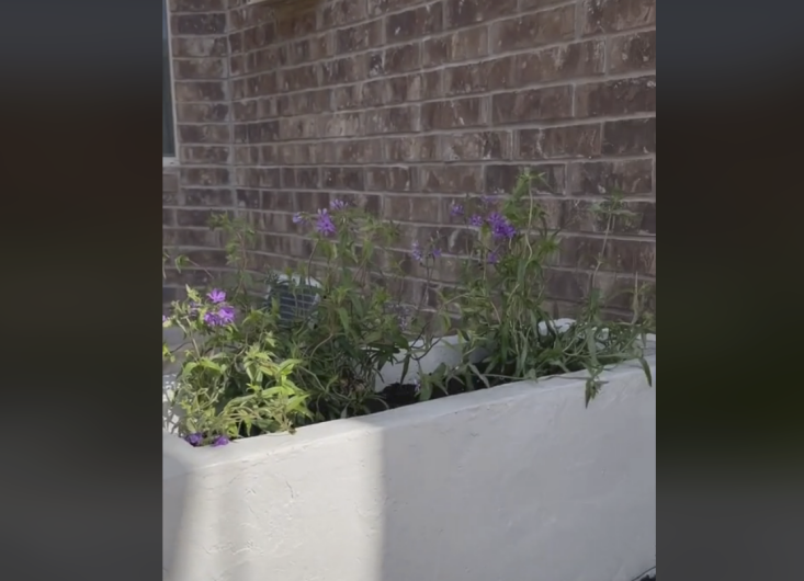 Go here for the video on cinder block raised beds, via @olivegreyave.