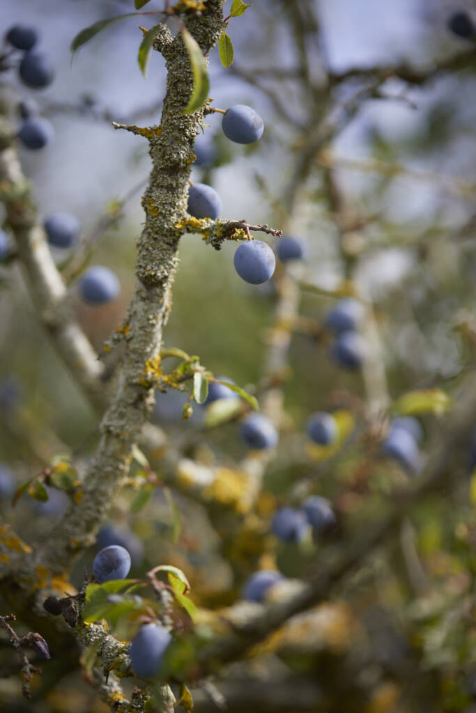 Gardening 101: Blackthorn - Gardenista