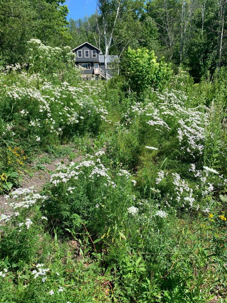 Drifts of Pycnanthemum tenuifolium (narrowleaf mountain mint) line the path to the house. The plant is native to the area and often grows wild. &#8\2\20;They are great workhorses,&#8\2\2\1; says Christopher. &#8\2\20;Their smell is intoxicating. They’re vigorous and act as shrubs in several areas of the garden. They hold structure through most of the winter. And the beneficial insects cannot get enough of them.&#8\2\2\1;