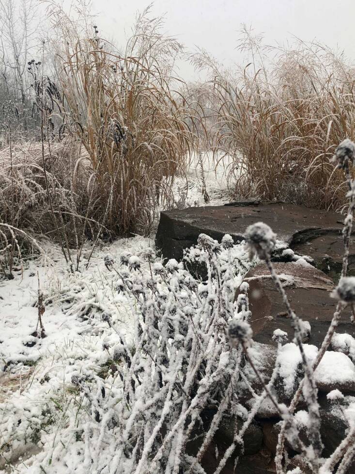 In the winter, Panicum virgatum &#8\2\16;Heavy Metal’, ‘&#8\2\17;Prairie Sky’; Silphium laciniatum (compass plant), Rudbeckia maxima (giant coneflower), Senna hebecarpa (American senna), and Rudbeckia hirta provide visual interest and structure.