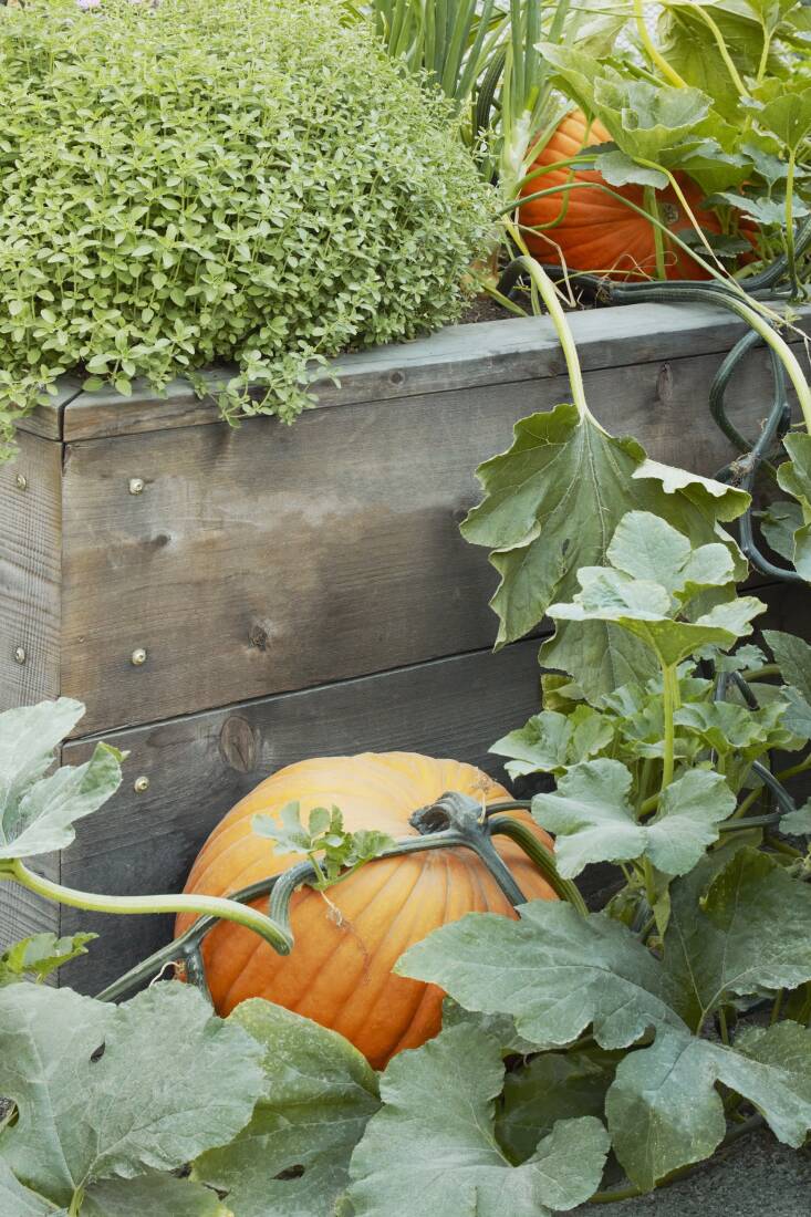 Above: Lopez encourages a ‘Champion’ pumpkin to trail down the wall of the raised bed interplanted with oregano and leeks.