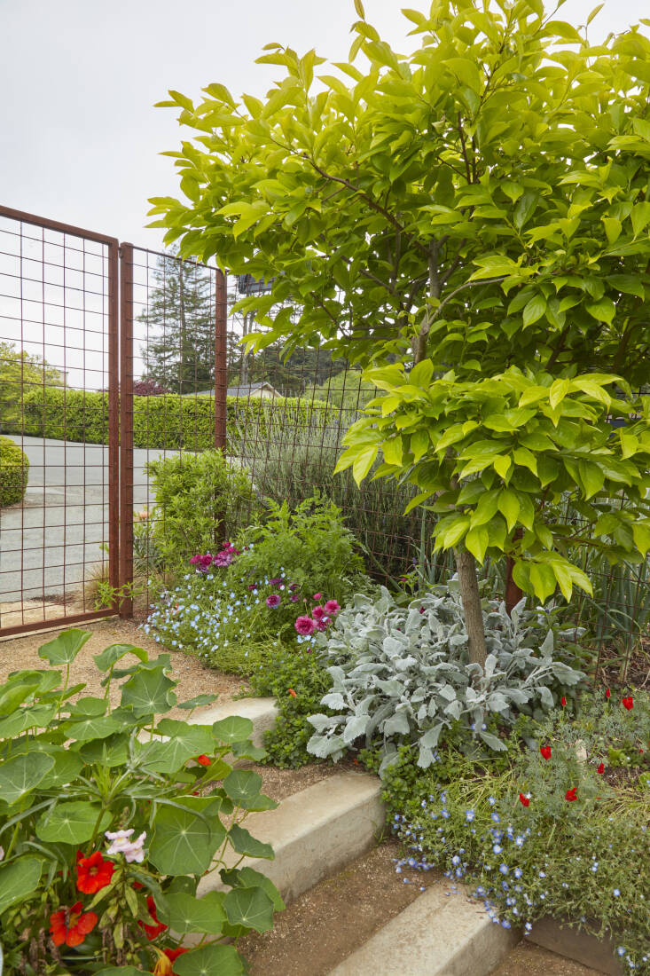 In this compact Oakland Hills, CA, lot, a Fuyu persimmon tree planted at the garden’s entrance welcomes visitors. At its base Lopez planted a living mulch: silvery dusty miller, hot pink ranunculus, nasturtium, and the native annual Menzies baby blue eyes (Nemophila menziesii).