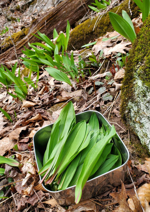 Ramps are an over-harvested native wild food. They can be cultivated.
