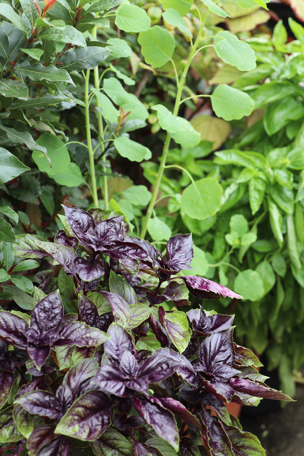 10 Herbs to Grow in Shade (Not an Oxymoron) Gardenista