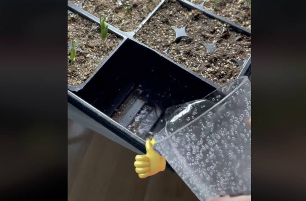 5 Genius Gardening Tips I Learned from TikTok - Gardenista - Tiktok Fun Diy Gardening Tips