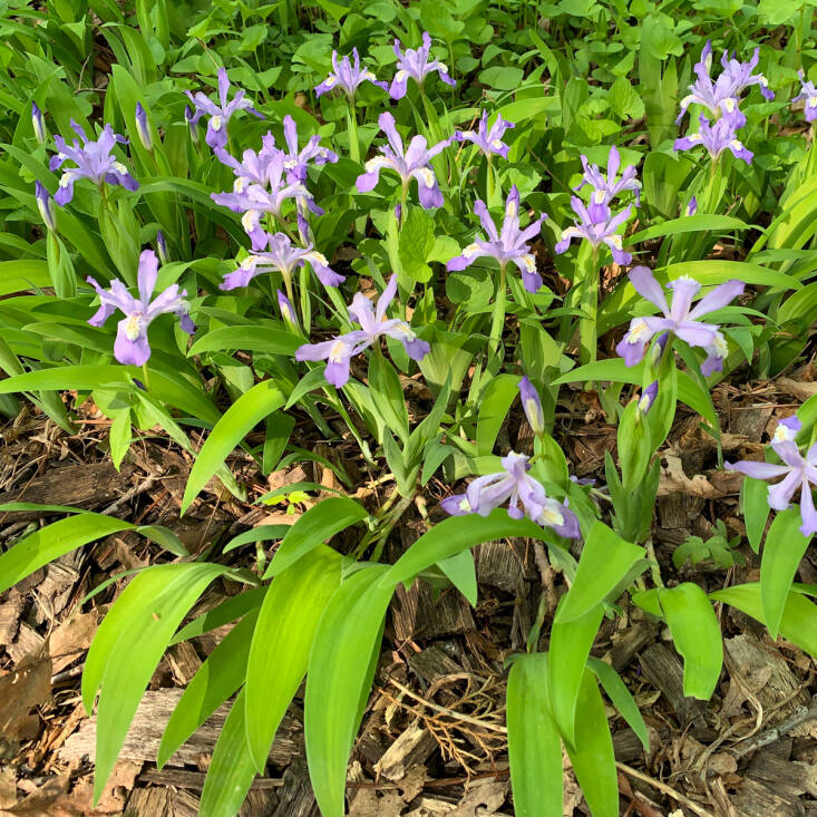 Iris cristata growing above leaf litter. When looking for native species at the nursery, caveat emptor. &#8\2\20;Ask questions to make sure plants and trees haven’t been treated with systemic pesticides, which stick around for a while” says Pilgrim. While avoiding systemics, like neonicotinoids, is important for any plant, it’s especially so for soft landings. “You don’t want to create a nice viable habitat only to have it be a poisonous one,” says Holm. And, of course, don’t use any pesticides or synthetic fertilizers.