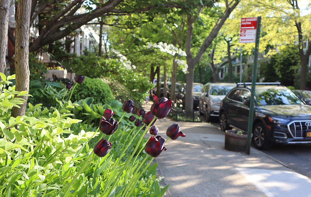 Windsor Terrace in Brooklyn where spring is on the streets.