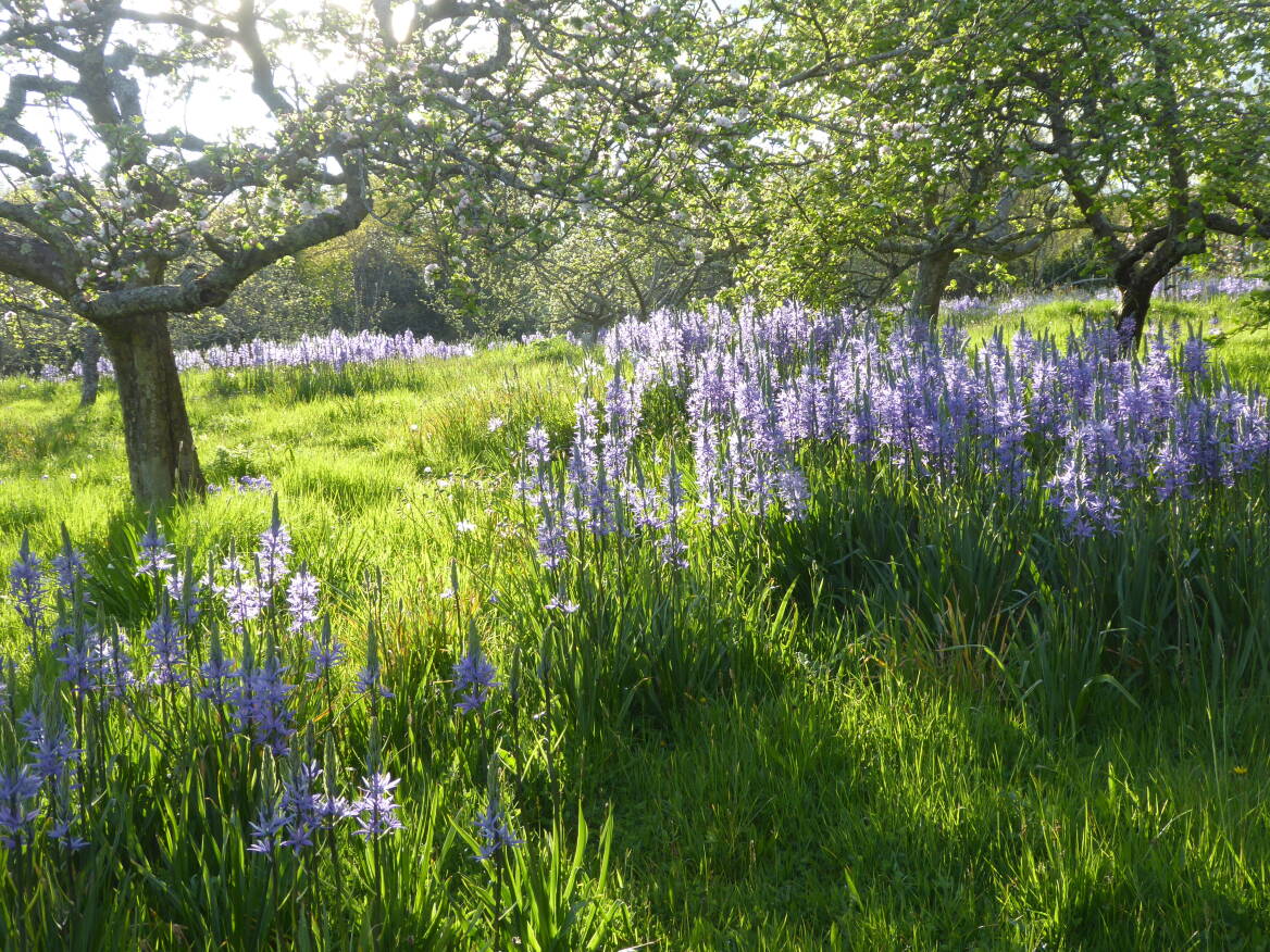 Garden Visit 9 Ideas to Steal from the Bravura Planting at Gravetye