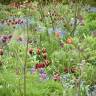Expert Advice: 10 Tips from Old House Gardens for Planning a Spring Bulb Garden