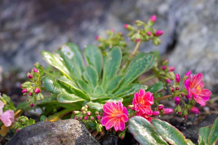 Lewisia is native to rocky cliffs at high elevations. Photograph by Dan.Kristiansen via Flickr.