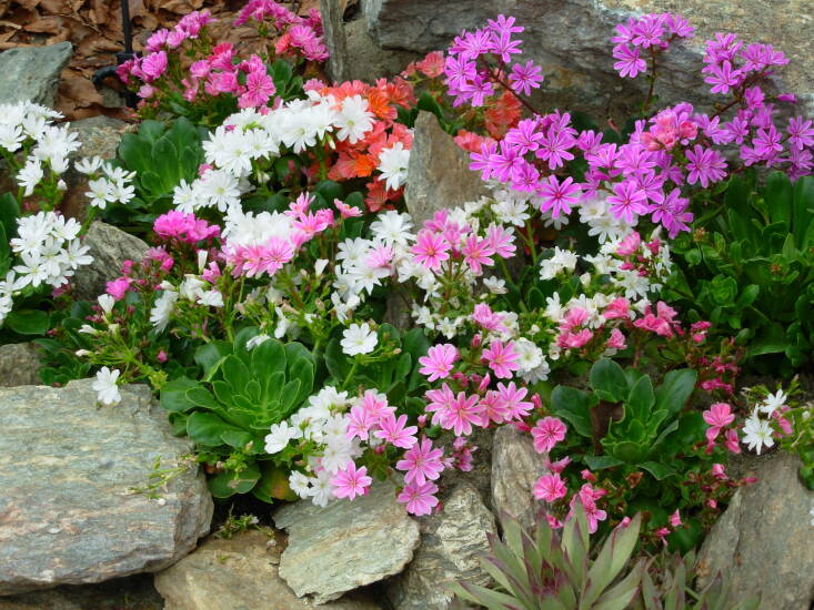 Lewisias are available in a range of colors. Photograph by Fabiana Vernero via Flickr.