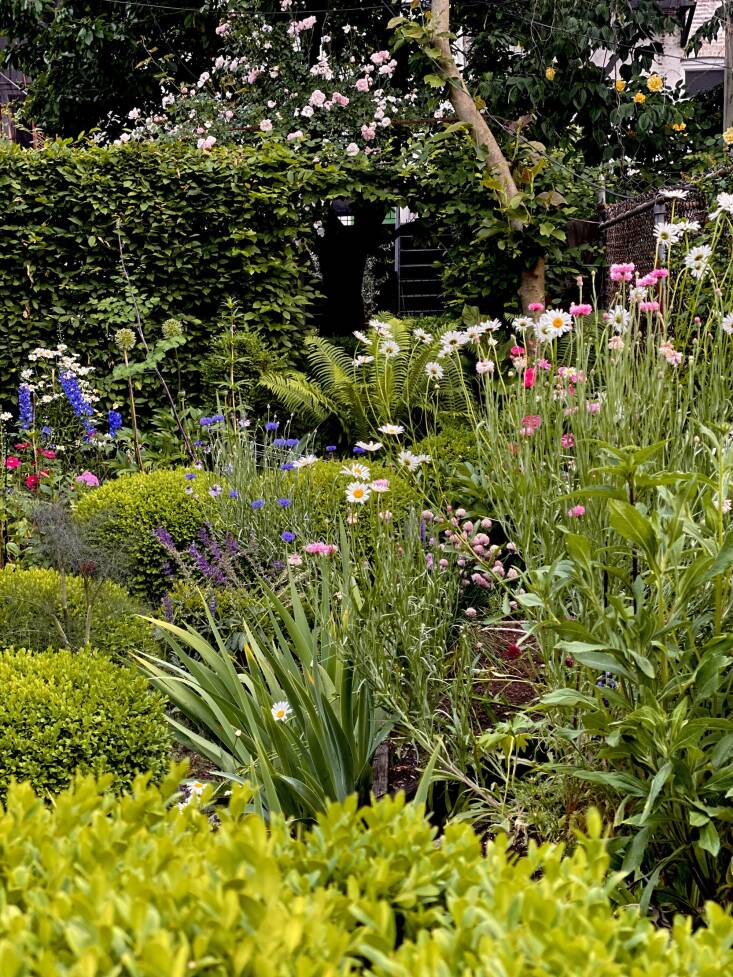  Above: Beneath the cascade of pink roses, you can see the hornbeam archway that opens to her friend&#8\2\17;s yard. 