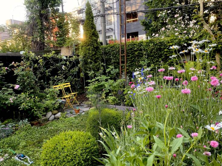 Bachelor buttons and daisies mingle with bronze fennel in a bed with boxwood shrubs she propagated many years ago. In the corner behind the yellow chairs is the espaliered pear Belgian fence she planted. 