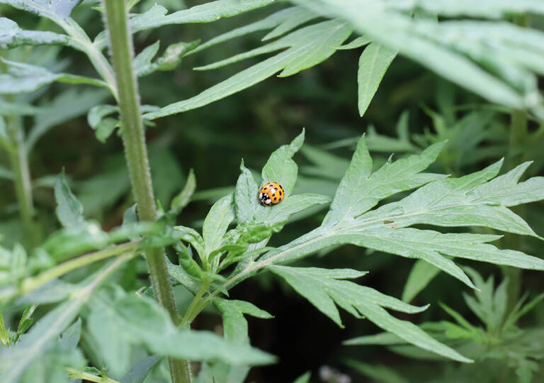 Mugworm Insect Mugwort is a plant eaten by invasivores - it is an edible herb but is ...