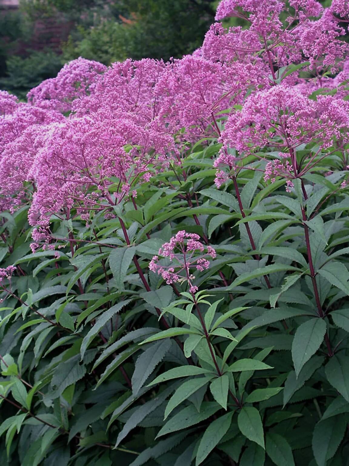 Joe Pye Weed A PollinatorFriendly Native Perennial