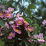 8 Favorites: Native Roses