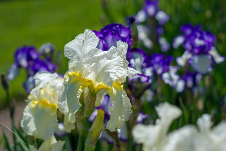 How to Divide Tall Bearded Irises Step by Step Directions