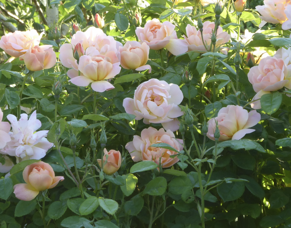 Roses for Pollinators The Best Roses for Bees and Other Pollinators