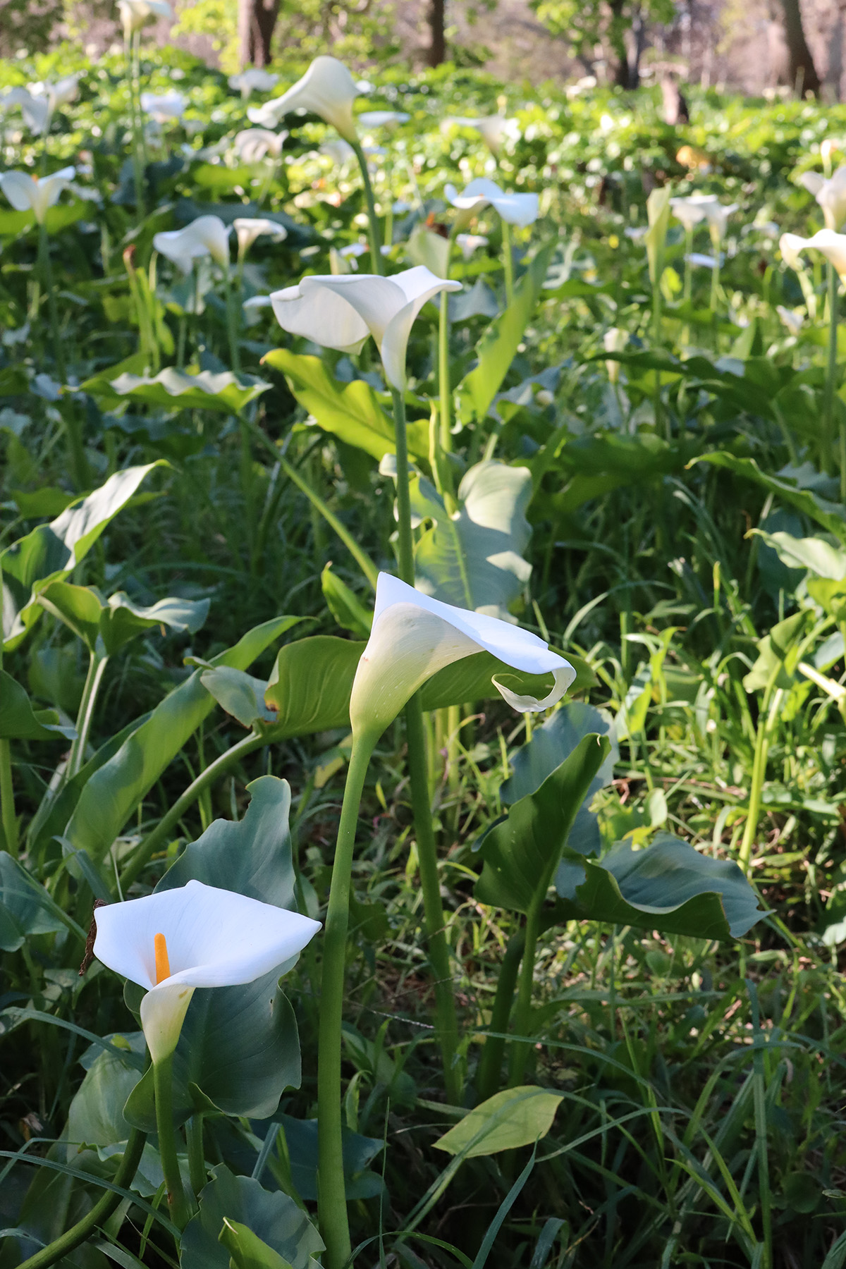 Arum Lilies (aka Calla Lilies) Grow Wild in South Africa