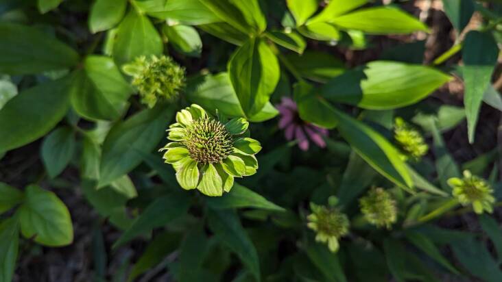 Eerie hue, stunted growth—aster yellows was here.