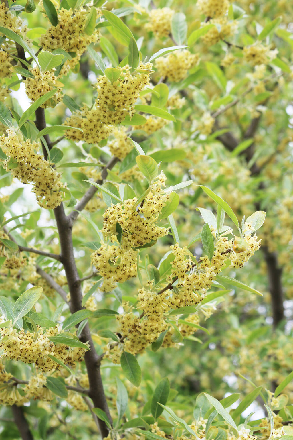 Autumn olives are an invasive fruit that is sustainable to forage