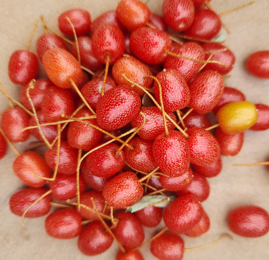 Autumn olives are an invasive fruit that is sustainable to forage