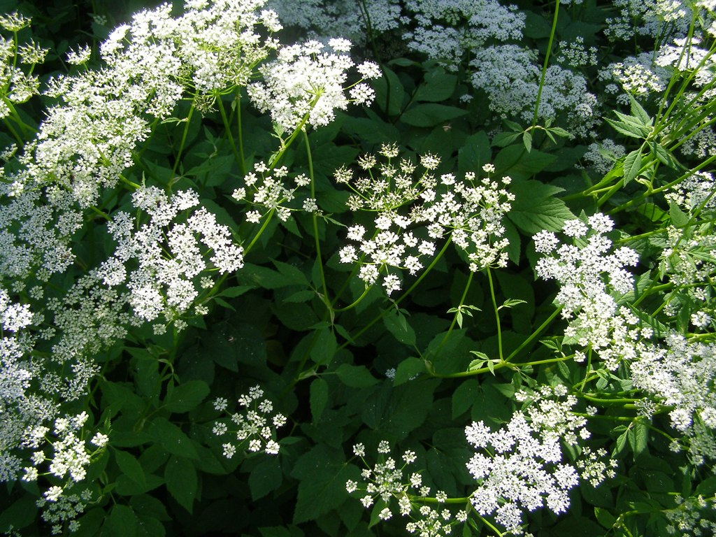 Goutweed How to Get Rid of Invasive Ground Elder