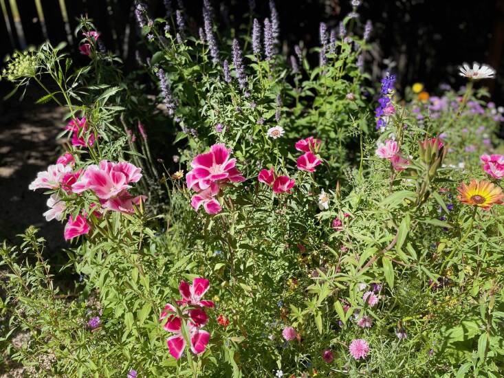 A medley of wildflowers, including Clarkia amoena, decorate a raised bed. 