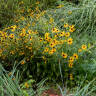 Gardening 101: 7 Things to Do in the Garden this September to Prepare for Next Spring