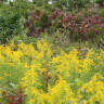 What's Causing Your Fall Allergies? It's Not What You Think