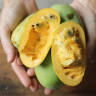15 Things Nobody Tells You About Pawpaws