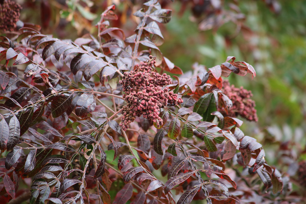 Sumac Spice How to Forage for the Autumn Fruit and Make Your Own
