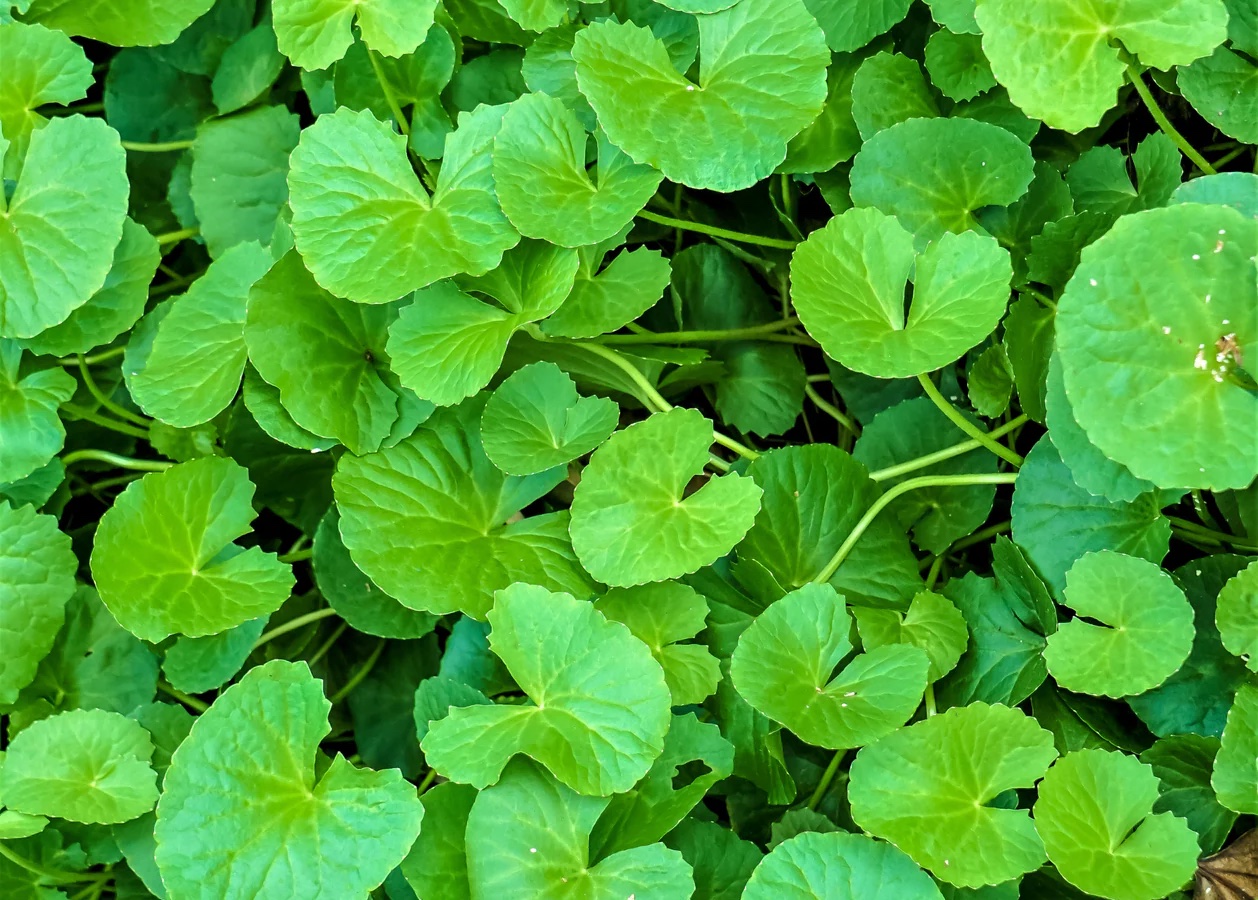 Gotu Kola How To Grow The Plant Also Called Indian Pennywort Gotu Kola How To Grow The Plant Also Called Indian Pennywort