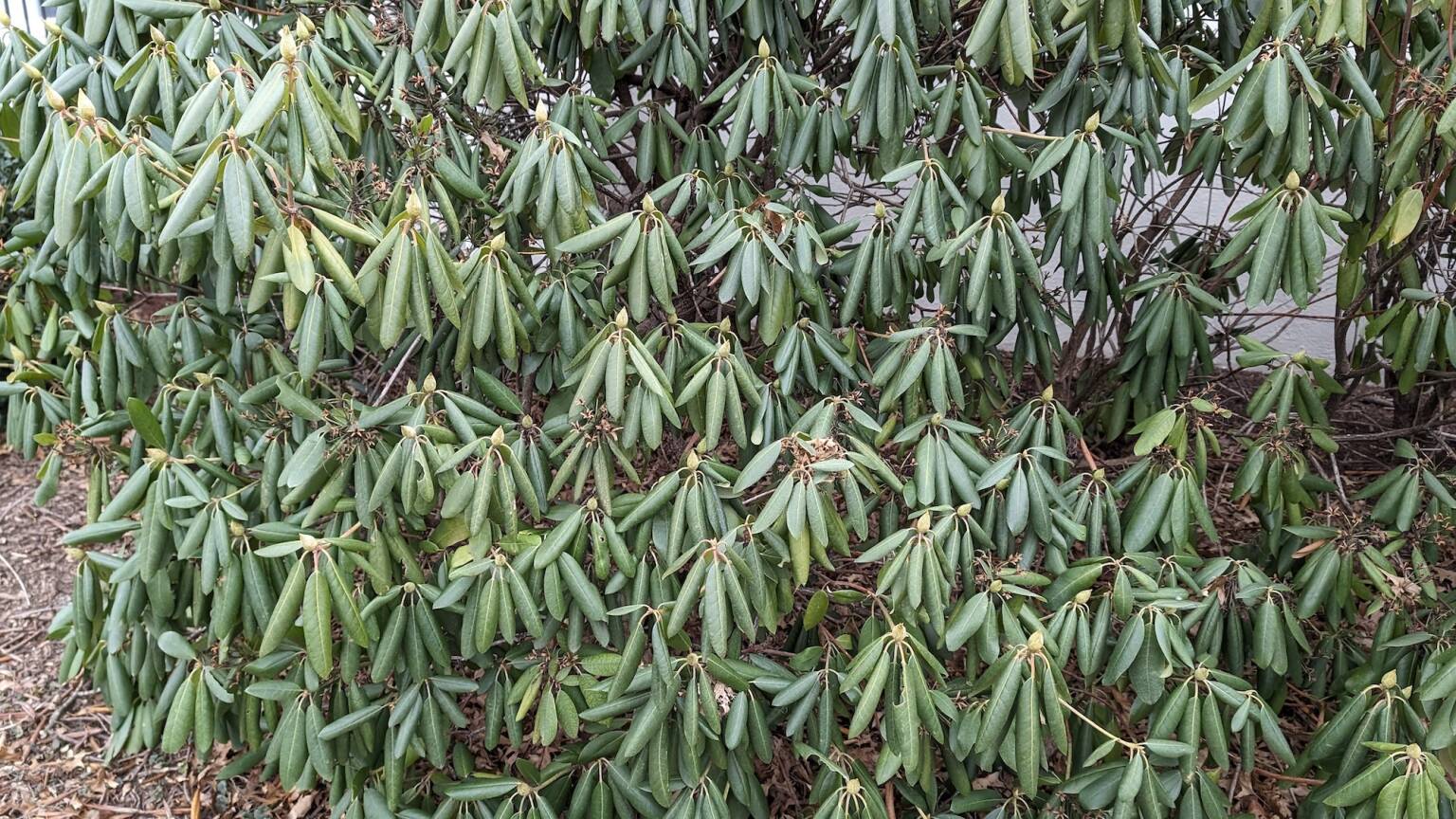Thermonasty Why Rhododendrons' Leaves Curl in the Winter