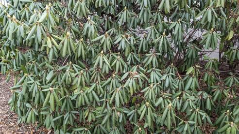 Thermonasty Example Thermonasty: Why Rhododendrons' Leaves Curl in the Winter