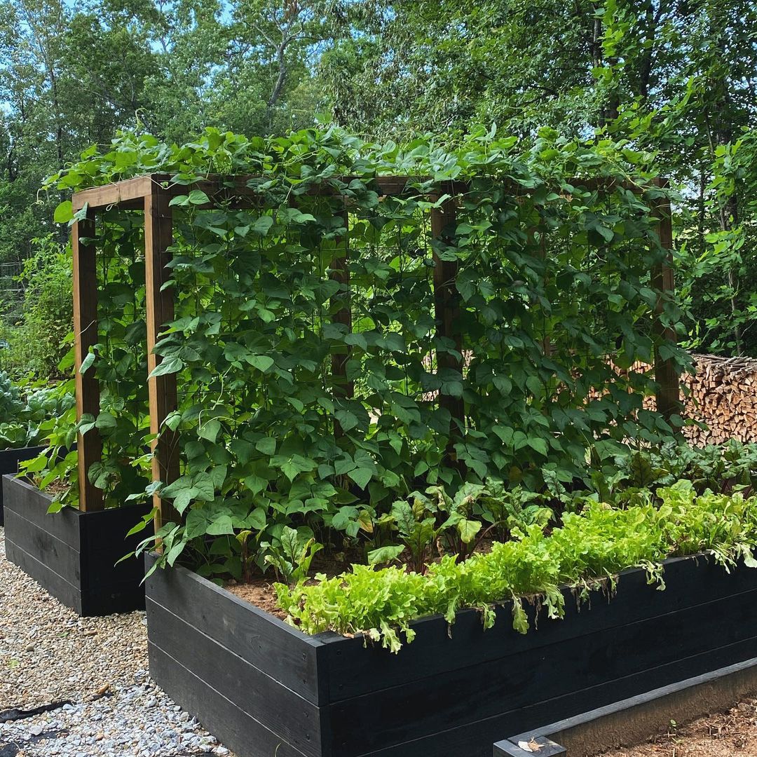 Pine Tar A Sustainable, Natural Wood Preservative and Stain