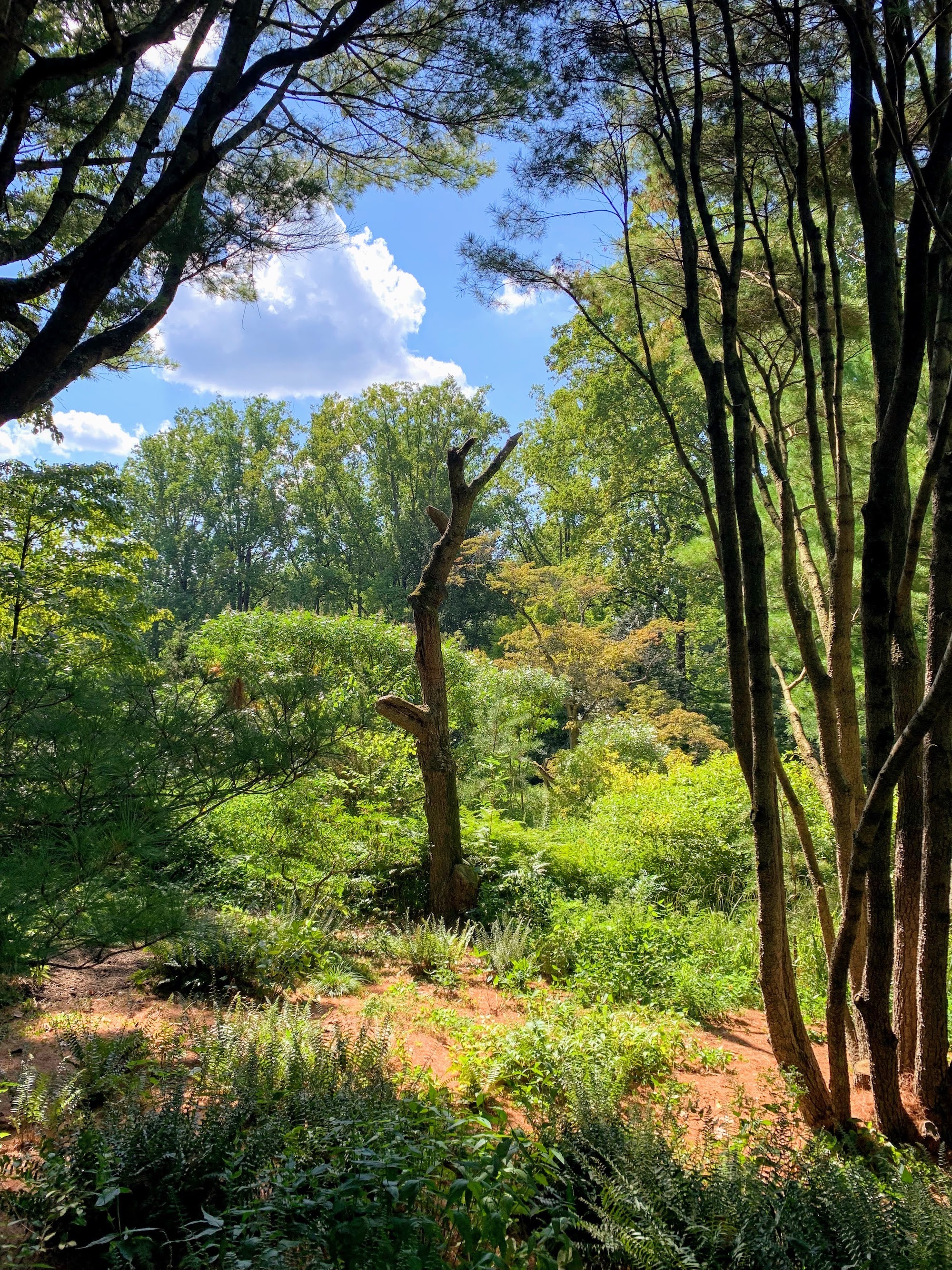 Tree Snaga Snags in the Garden: A Garden Trend that Lets Dead Trees Stand