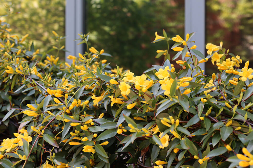 Cool Yellow Jasmine Poison Images