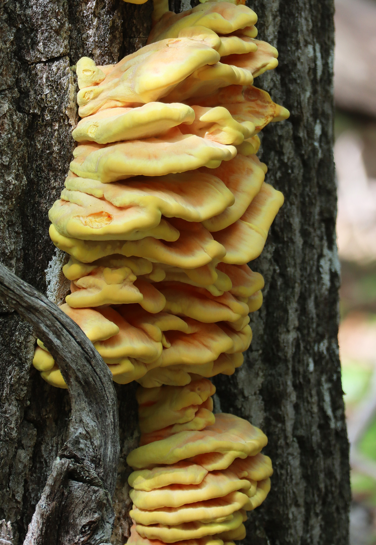 Chicken of the Woods: An Edible Mushroom that's Easy to Identify ...